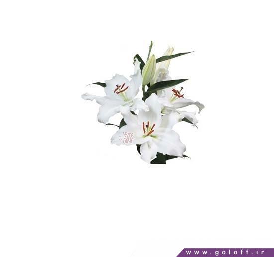 گل لیلیوم اورینتال آرمرو - Lilium Oriental | گل آف